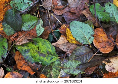 Leaf Litter Around Burnaby Lake