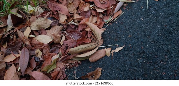 Leaf Litter Scattered On The Streets