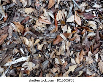 Leaf Litter Texture 