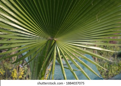 7 Himalayan Fan Palm Images, Stock Photos & Vectors | Shutterstock