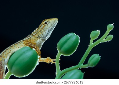 leaf lizard with black background