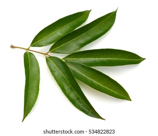 Leaf Of Lychee Isolated On White Background