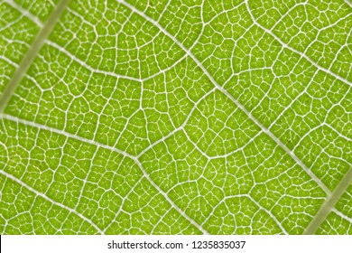 Leaf macro abstract pattern