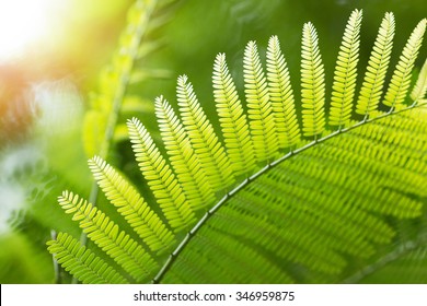 Leaf Macro Background