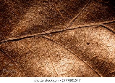a leaf in a macro lens, texture