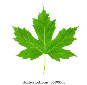 43,775 Single maple leaf Stock Photos, Images & Photography | Shutterstock