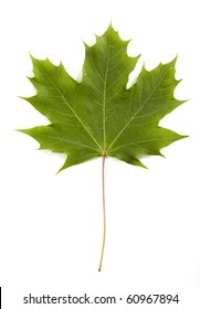 leaf of the maple