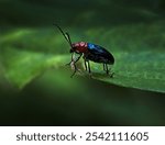 The cereal leaf beetle (Oulema melanopus) is a significant crop pest, described by Carl Linnaeus in 1758.