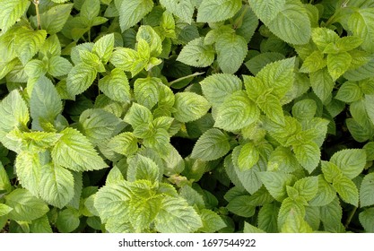 The Leaf Of Melissa Officinalis L. Thrives In The Yard