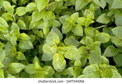 The Leaf Of Melissa Officinalis L. Thrives In The Yard