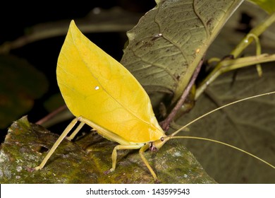 Leaf Mimic Katydid In The Rainforest Understory, Ecuador