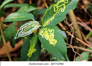 Leaf Miner