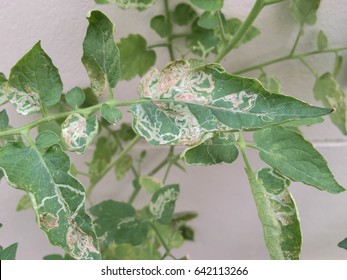 Leaf Miner