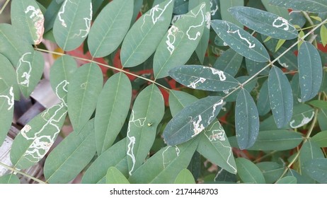 Leaf Miner Infection In Siamese Cassia Plant.