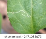 leaf miner on green leaf eggplant is plant insect pest use for pesticide or insecticide product concept, blurred photo.