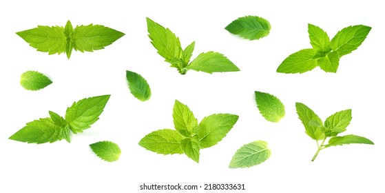 Leaf Of Mint Peppermint Isolated On White Background. Green Menthol Herb. Fresh Plant Herbal For Aroma.