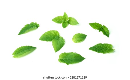 Leaf Of Mint Peppermint Isolated On White Background. Green Menthol Herb. Fresh Plant Herbal For Aroma.