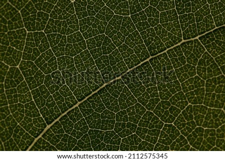 Leaf and miscellaneous textures of different objects 