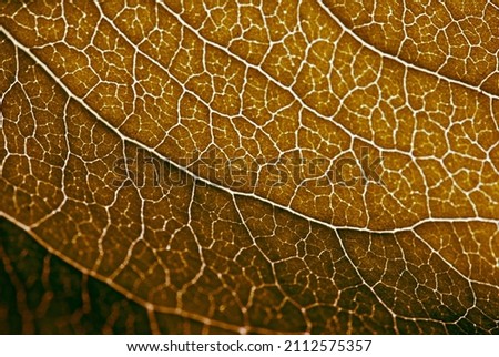 Leaf and miscellaneous textures of different objects 