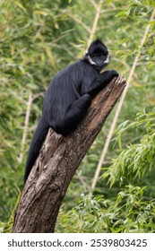 François's Leaf Monkey - Trachypithecus francoisi, beautiful black and white primate from Southeast Asian forests and woodlands, Vietnam.