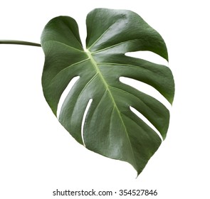 Leaf of Monstera plant.
