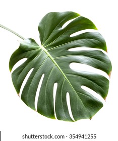 Leaf Of Monstera Plant.