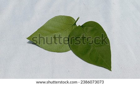 Leaf morphology, leaf of bougainvillea. Stock photo © 