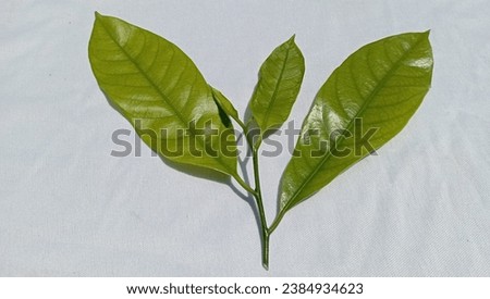 Leaf morphology, top view of Myristica fragrans leaf.
