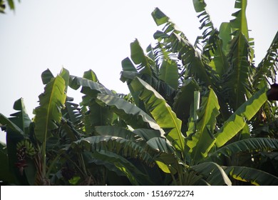 Leaf Of Musa Balbisiana Is A Wild-type Species Of Banana Native To Eastern South Asia, Northern Southeast Asia, And Southern China.