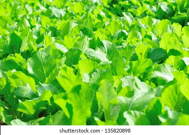 Leaf Mustard Greens Grow At Vegetable Garden