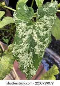 Leaf Of My Plant Syngonium Mojito