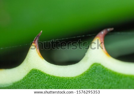 Similar – Image, Stock Photo apple Colour photo Round