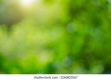 Leaf Nature At Green Bokeh Blurry Background For Texture.