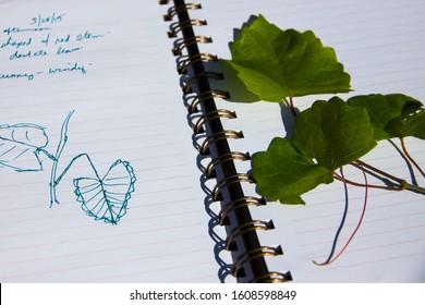 Leaf From Nature Walk And Journal Used For Nature Journaling