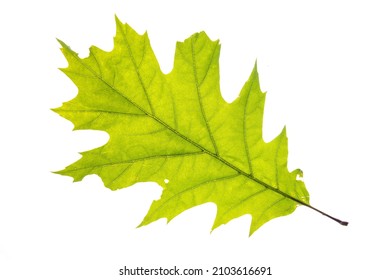 A Leaf Of A Northern Red Oak