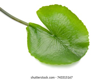 Leaf Off Water Lily Isolated On White Background