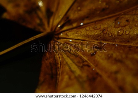 Similar – Image, Stock Photo Shadows at last Light