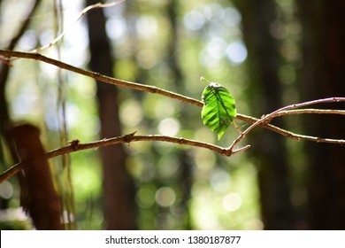 Leaf on a branch