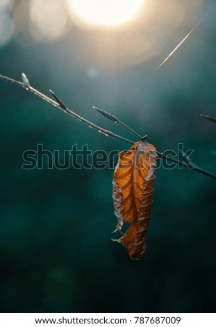 Similar – Image, Stock Photo Close-up of some isolated yellow leaves of rosa rubiginosa with a blurred background of nature