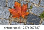 Leaf on cobble stone path - Amberg, Germany