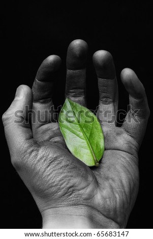 Similar – green senecio leaf in person’s hand macro closeup in nature