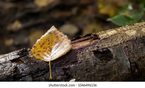 A leaf on a fallen tree