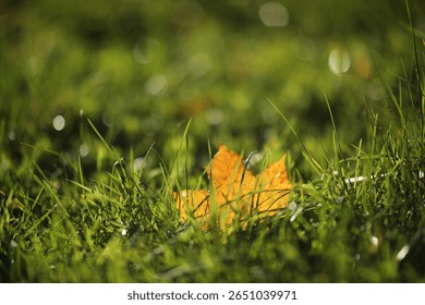 Leaf is on the grass