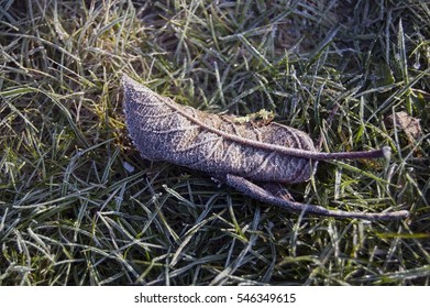 Leaf on the grass