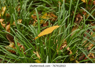 leaf on the grass