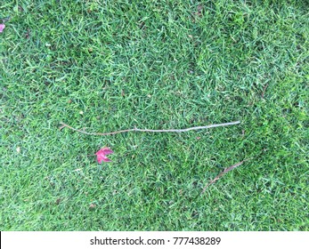 Leaf on grass