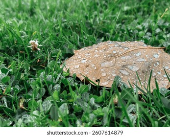 Leaf is on the grass with raindrops on it. The leaf is brown and the grass is green