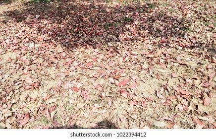 leaf ground 