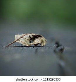 leaf on the ground
