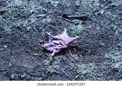 Leaf on Ground